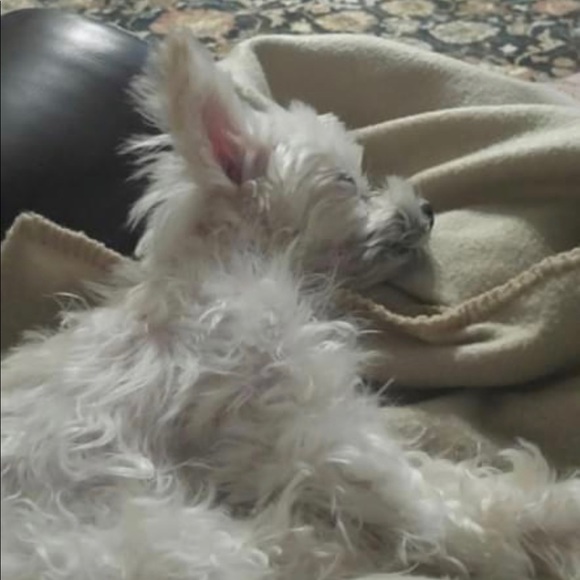 Meet your Posher, Mona - Picture 1 of 9